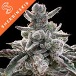 silent-seeds-sherbinskis-polar-gelato_ok