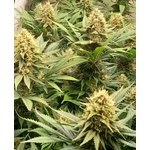 Crystal_White_Kush_Super_Sativa_Club2