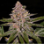 radical_juice_auto_ripper_seeds