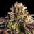 kmintz_auto_ripper_seeds