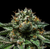 chempie_ripper_seeds