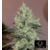 Original_Amnesia_Silent_Seeds