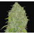 Jack_Herer_fast_buds