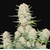 apricot_fast_buds