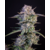 strawberry_Gorilla_fast_buds