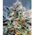 Top_Gun_Auto_Atlas_Seeds