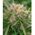 GMO_OG_Auto_Atlas_Seeds