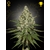 SUPER_LEMON_HAZE_Green_house_seeds