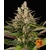 Sour_strawberry_Barneys_Farm