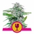 Critical_plant_RQS