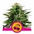 Cherry_Pie_plant_RQS