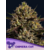 Chimera_Cut_Anesia_Seeds