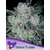 Future_Auto_Anesia_Seeds