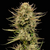 Cherry_punch_F1_Seedsman_1