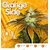 Orange_Sicle_TH_Seeds