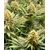 Crystal_White_Kush_Super_Sativa_Club2