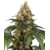 Chocolate_Rainbow_XXL_Sensi_Seeds