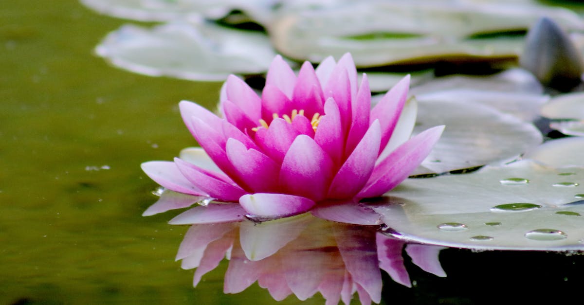 fleur de nenuphar rose sur l eau