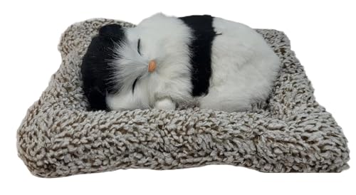 Sleeping cat on a car dashboard, photographed in natural light