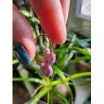 Flora charms XL rose et blanc