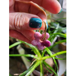 Flora charms XL acec fleuille dor