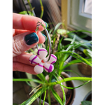 Flora charms XXL damier blanc et fuchsia
