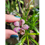Flora charms XXL rose amer