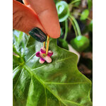 mini flora chams blanc et fuchsia