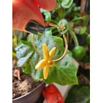 Flora charms XXL frangipanier jaune