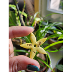 Flora charms XXL jaune