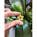 Flora charms M or