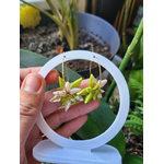 Flora charm's fleur de frangipanier