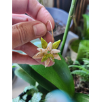 Flora charms double