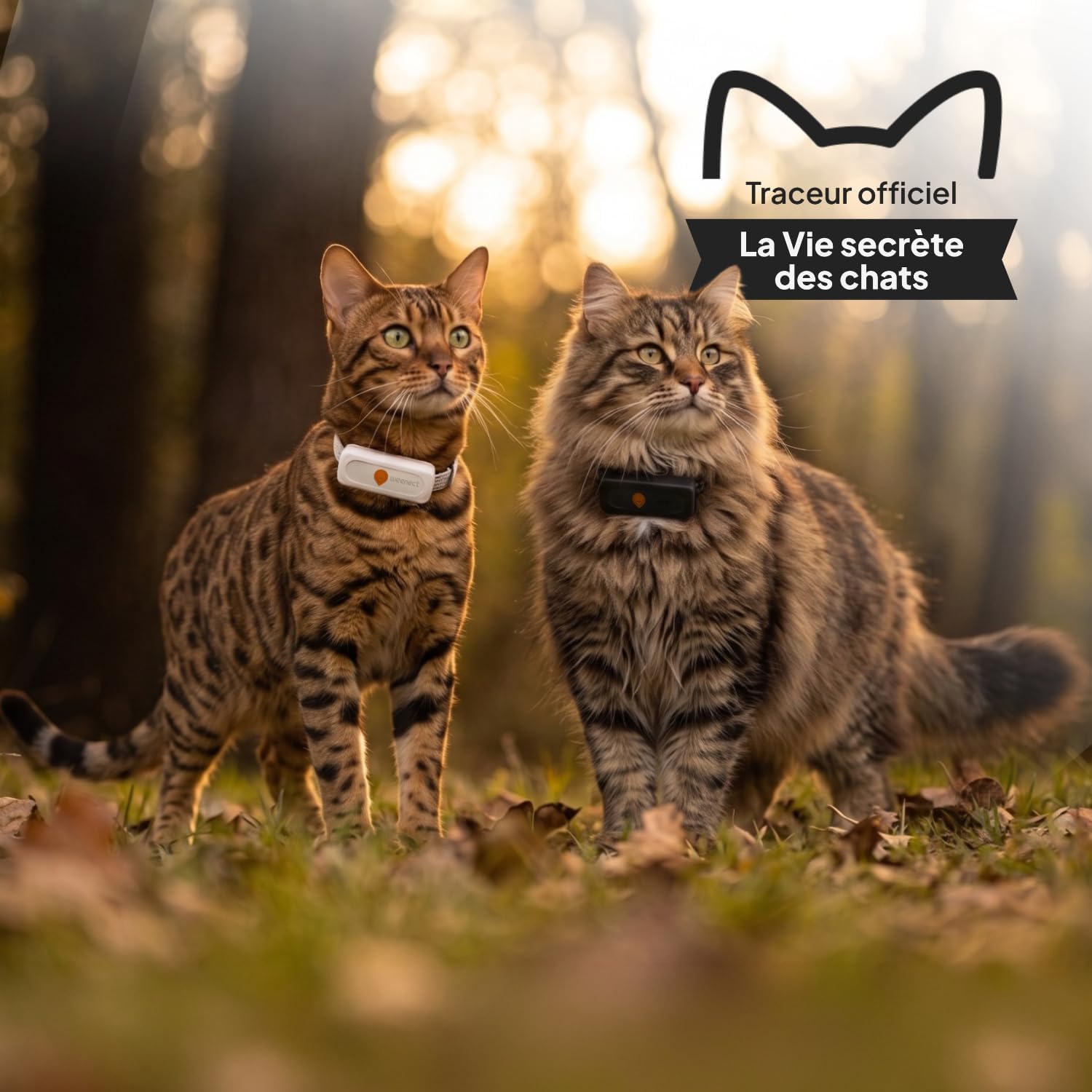 Collier GPS pour chat Weenect XS blanc avec son collier élastique, vue 2
