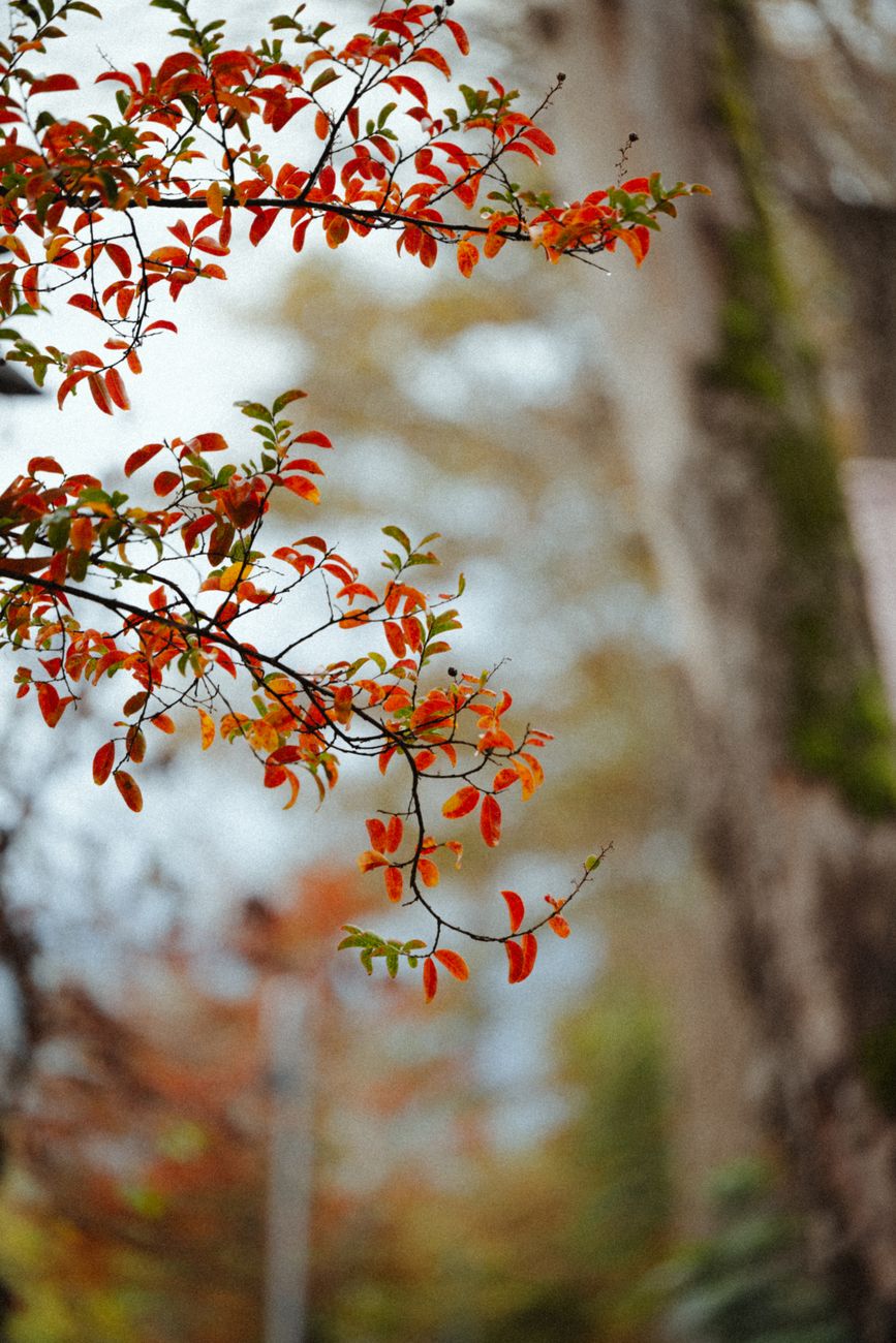 Pierres de naissance automne : septembre, octobre et novembre
