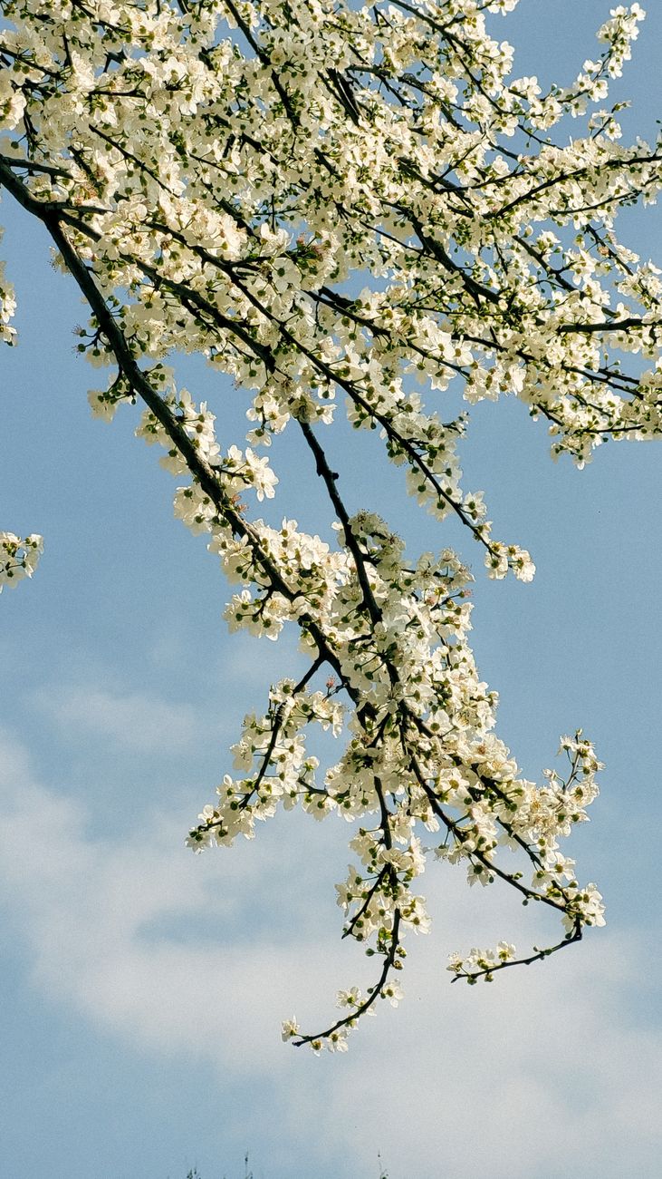 Pierres de naissance du printemps : mars, avril et mai