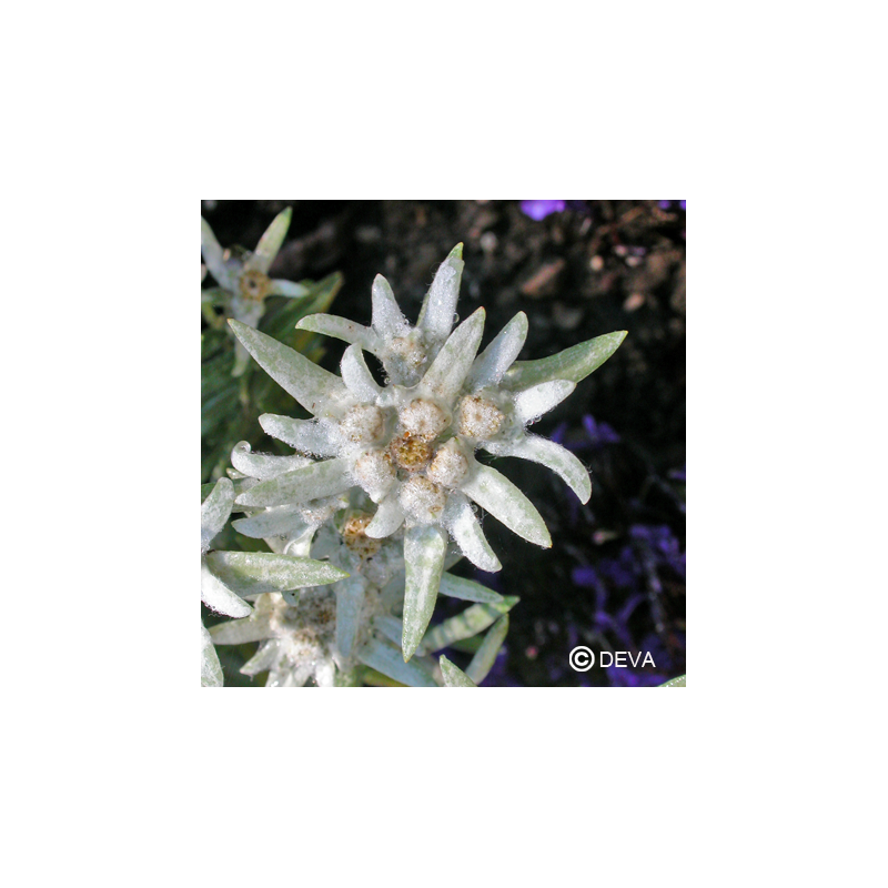 edelweiss