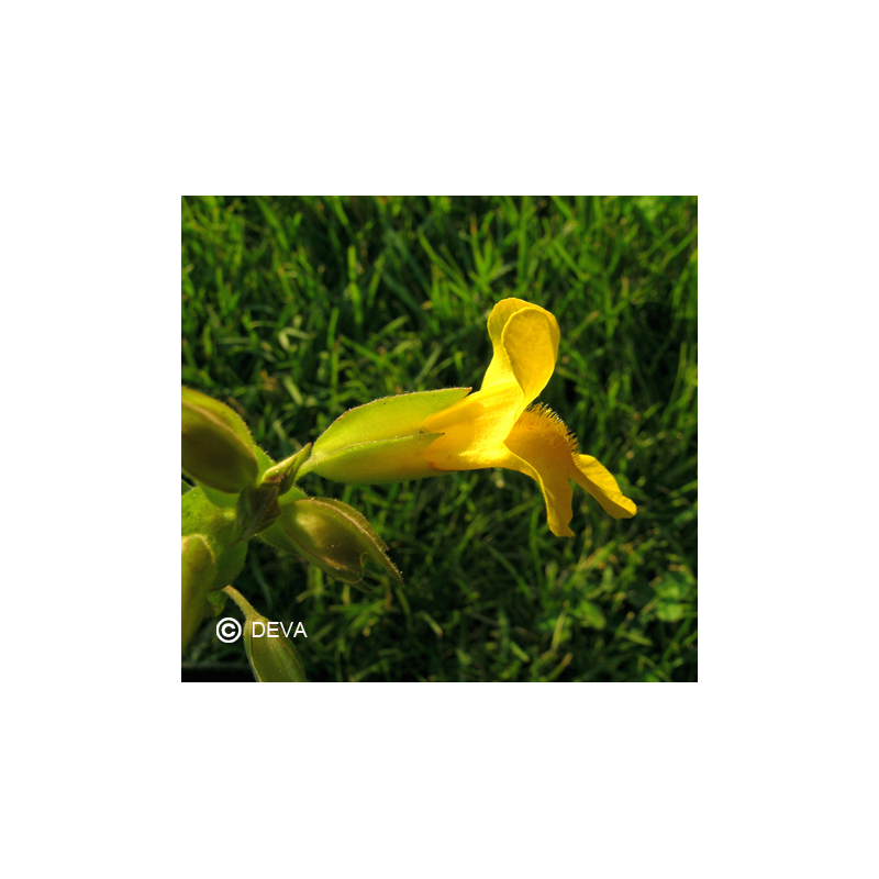 mimulus jaune