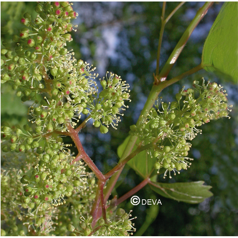 vigne-vine