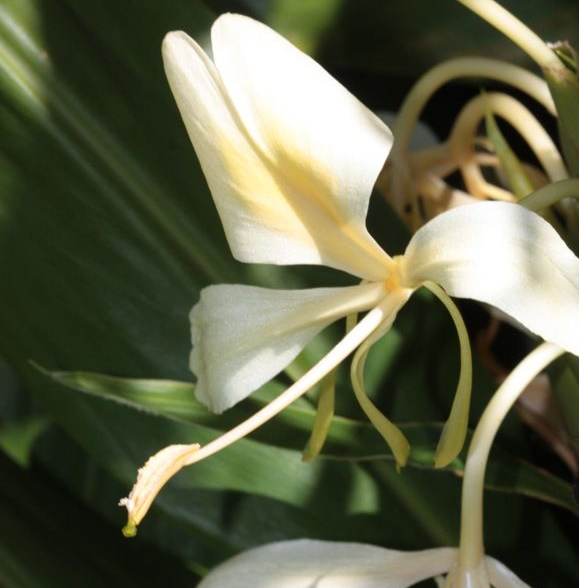 gingembre papillon - Feuille - Astérale