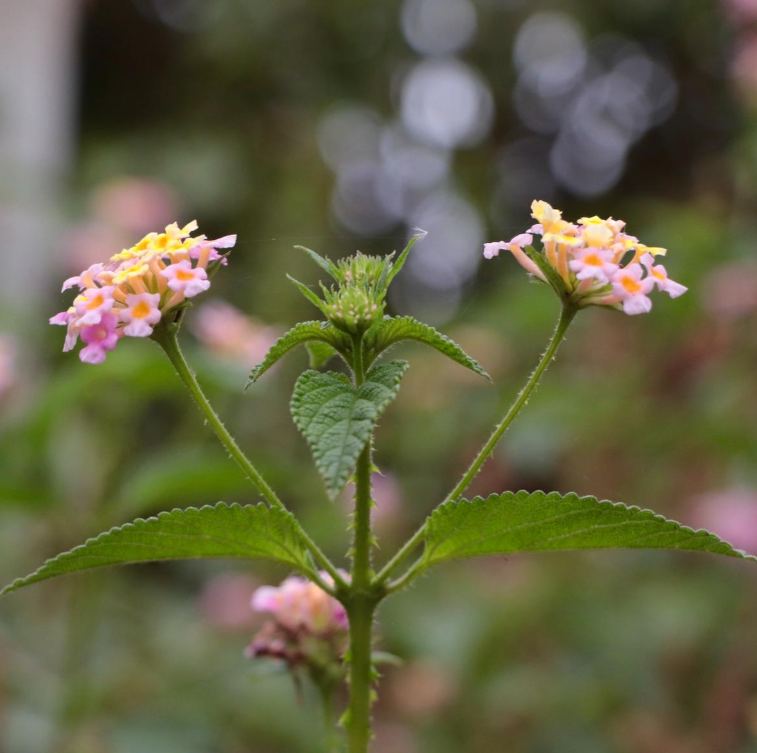 lantana camara - Feuille - Huile essentielle - Astérale