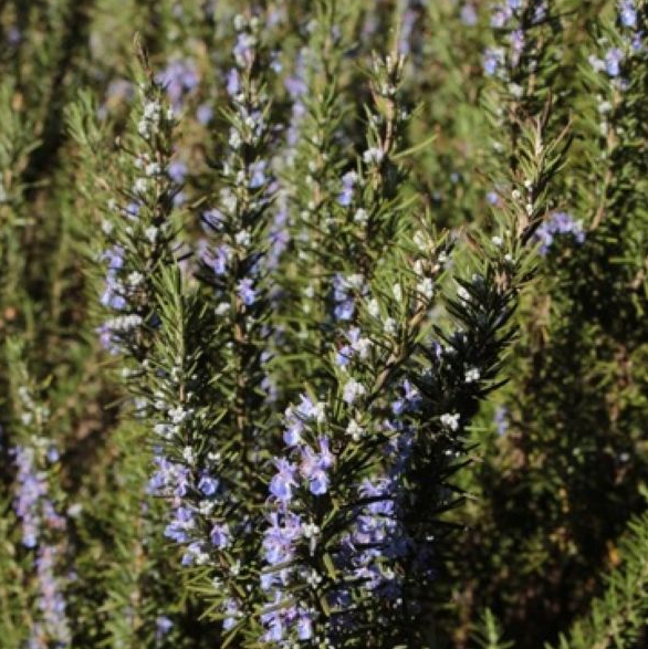 romarin verbénone - Feuille - Astérale