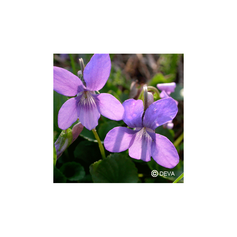 violette-des-bois
