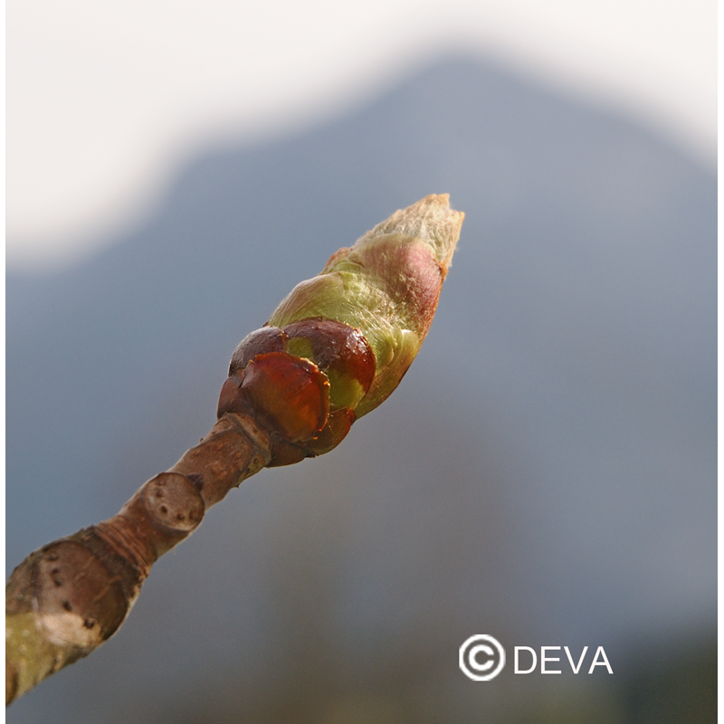 bourgeons-de-marronnier-chestnut-bud