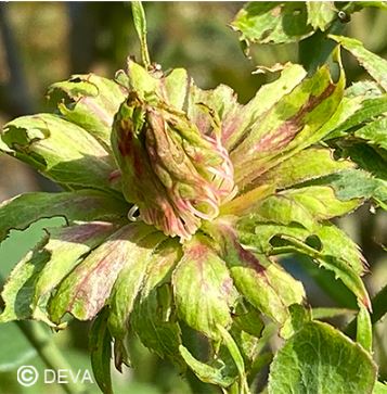 rose verte1