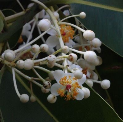 calophylle