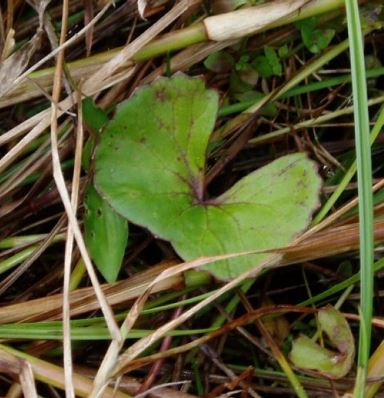 centella1
