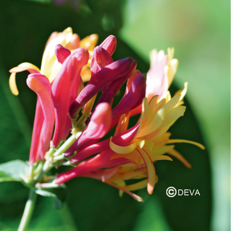 chevrefeuille-honeysuckle