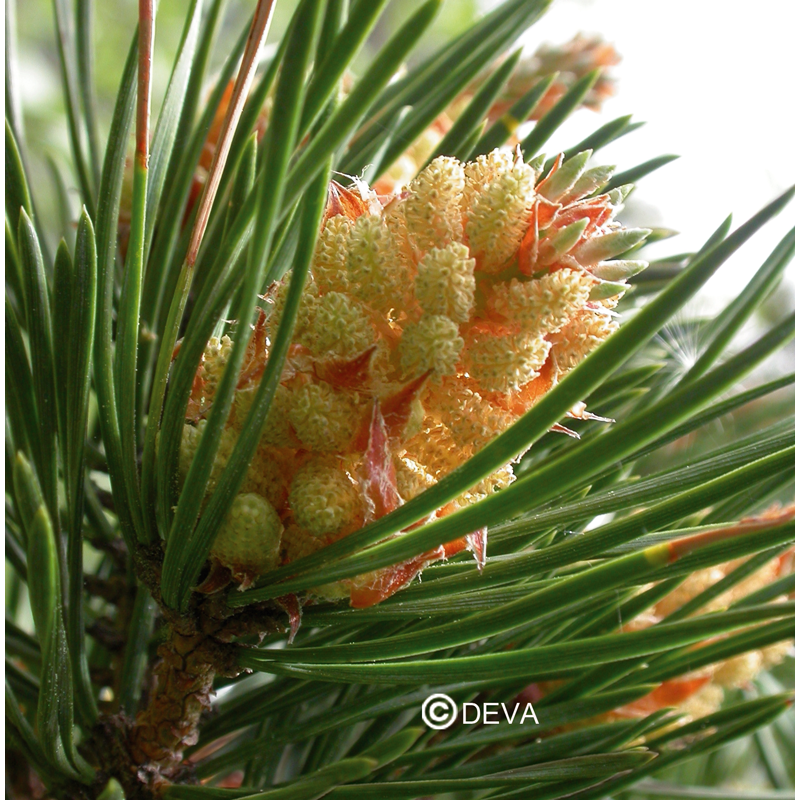 pin-sylvestre-pine