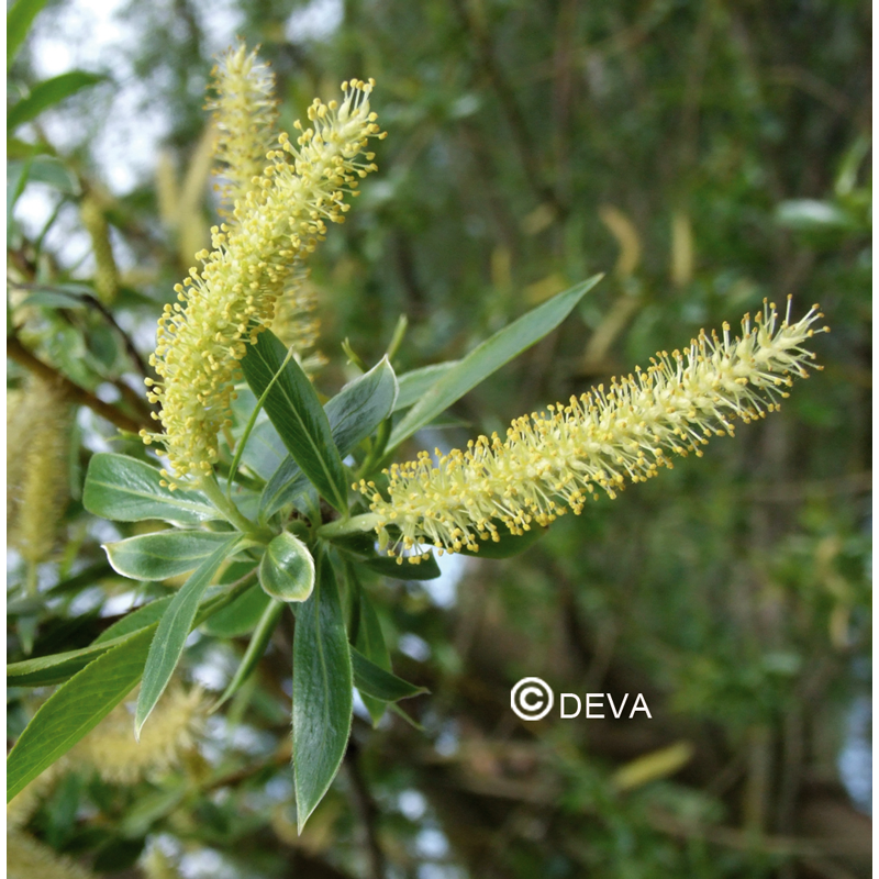 saule-willow